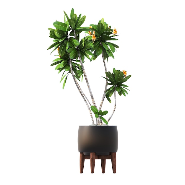 fleurs et plantes décoratives pour l'intérieur, isolées sur fond blanc, illustration 3D, cg re