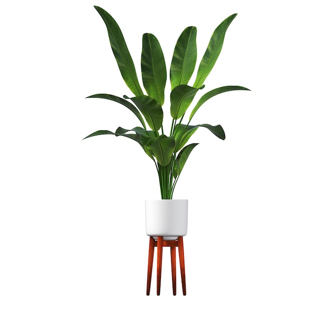 fleurs et plantes décoratives pour l'intérieur, isolées sur fond blanc, illustration 3D, cg re