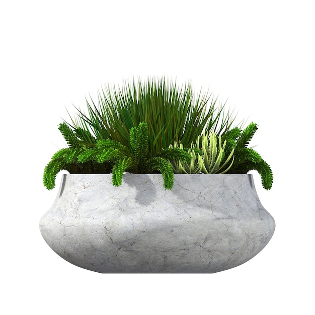 fleurs et plantes décoratives pour l'intérieur, isolées sur fond blanc, illustration 3D, cg re