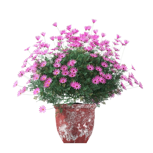 fleurs et plantes décoratives pour l'intérieur, isolées sur fond blanc, illustration 3D, cg