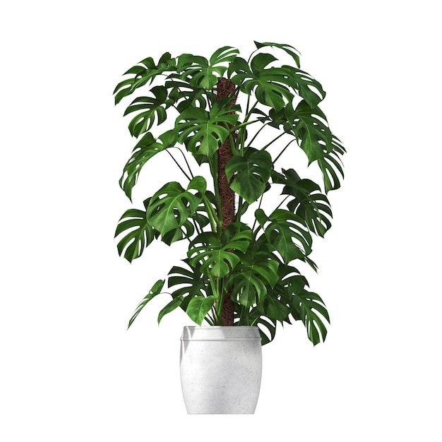 Photo fleurs et plantes décoratives pour l'intérieur, isolées sur fond blanc, illustration 3d, cg