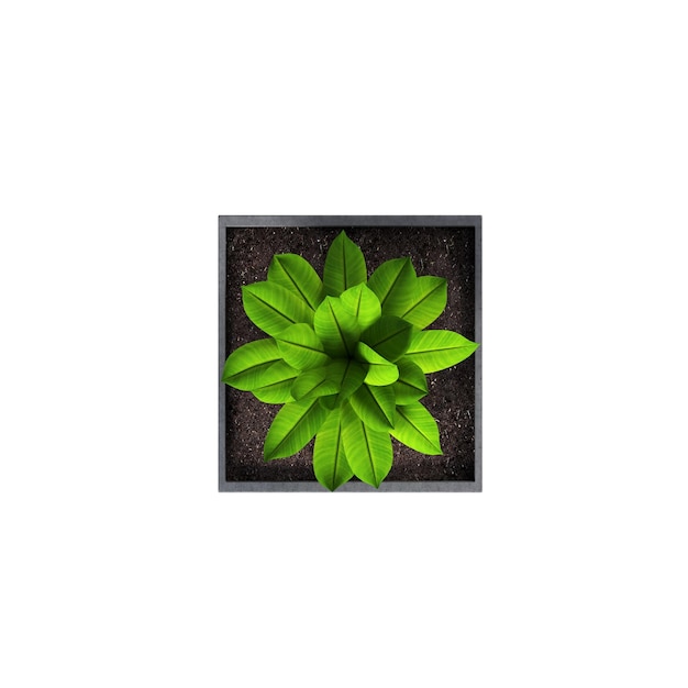 fleurs et plantes décoratives pour la vue de dessus intérieure isolées sur fond blanc illustration 3D