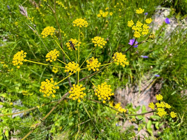 Fleurs et plantes de la forêt en gros plan sur un arrière-plan flou