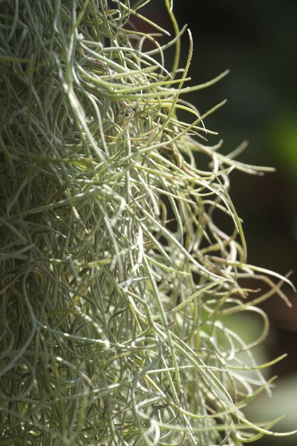 Photo les fleurs et les plantes ont des pouvoirs de guérison spirituelle qui peuvent aider les gens.