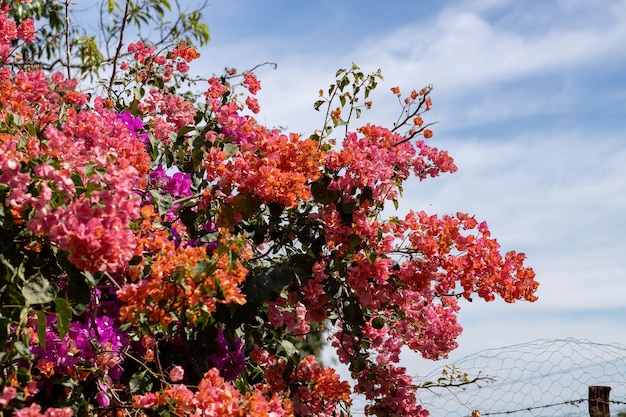 Fleurs de plantes ornementales de l'espèce Bougainvillea glabra