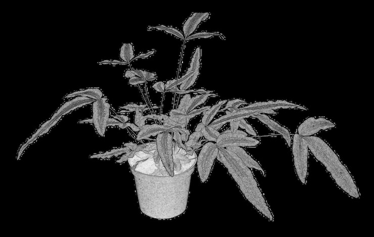 Photo fleurs et plantes en pot formes noires et blanches isolées sur fond blanc
