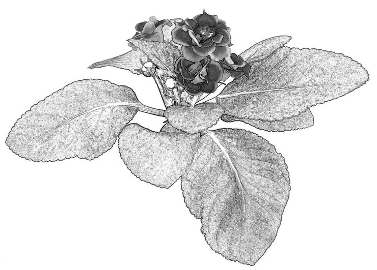 Photo fleurs et plantes en pot isolées sur fond blanc
