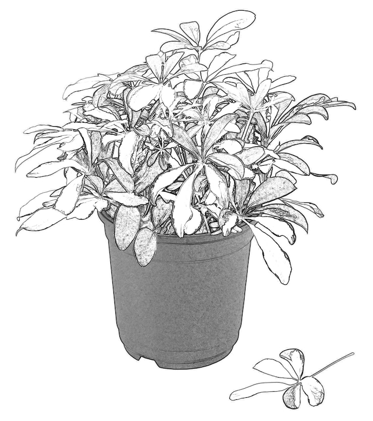 Photo fleurs et plantes en pot isolées sur fond blanc