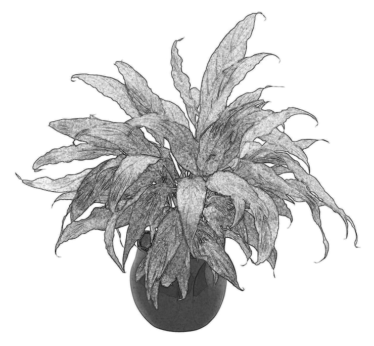 Photo fleurs et plantes en pot isolées sur fond blanc