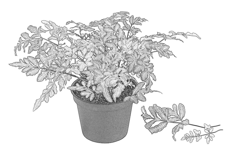 Photo fleurs et plantes en pot isolées sur fond blanc