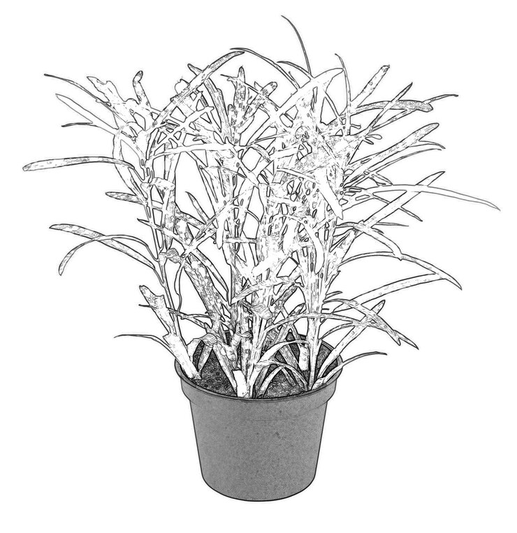 Photo fleurs et plantes en pot isolées sur fond blanc