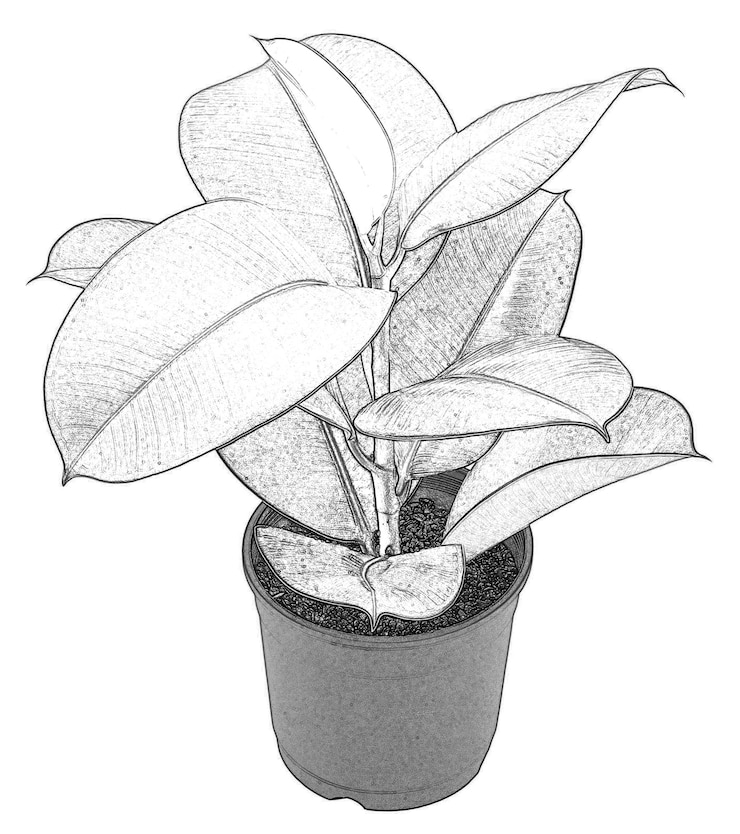 Photo fleurs et plantes en pot isolées sur fond blanc
