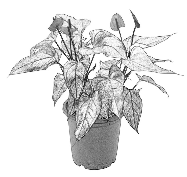 Photo fleurs et plantes en pot isolées sur fond blanc