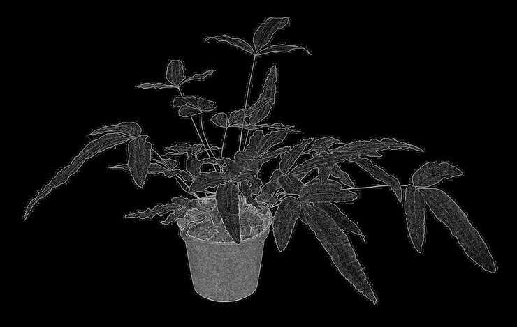 Photo fleurs et plantes en pot isolées sur fond blanc