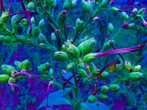 Photo fleurs de plantes de tabac endommagées