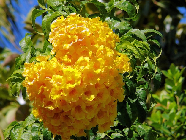 Fleurs et plantes tropicales dans le parc