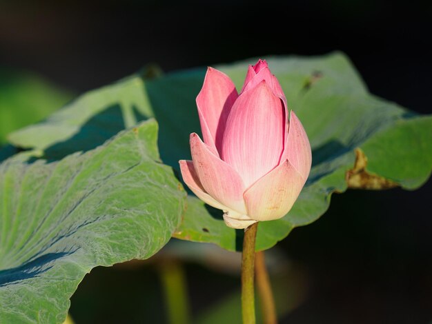 Des fleurs et des plantes tropicales lumineuses Une journée ensoleillée et claire