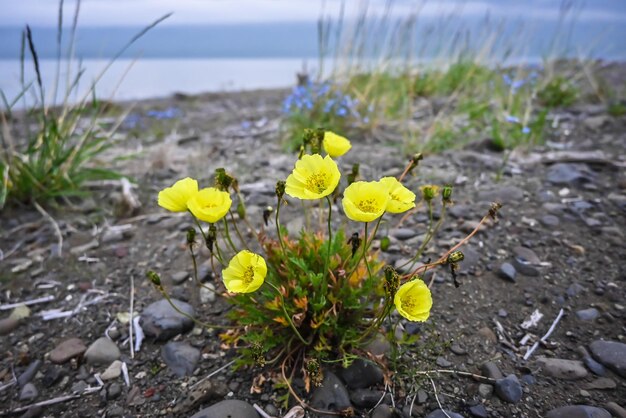 Fleurs sur le plateau de Putorana