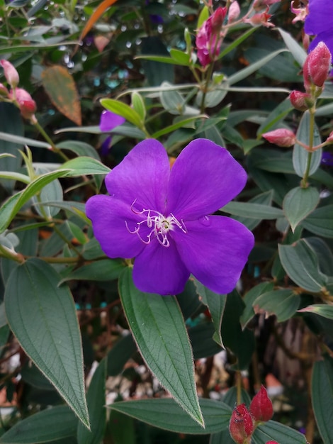 Fleurs de Pleroma semidecandrum en fleurs, violettes, belles le matin