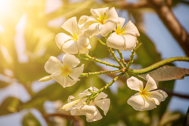 Fleurs de plumaria blanc