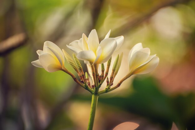 Fleurs de plumaria blanc