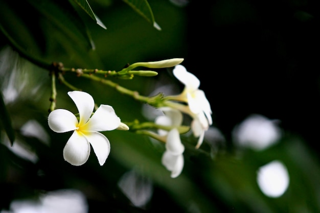 Fleurs de plumeria sur l'arbre