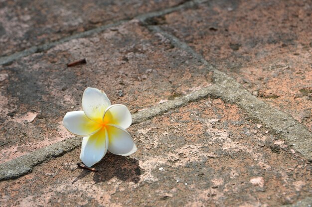 Fleurs de plumeria blanc sur le sol