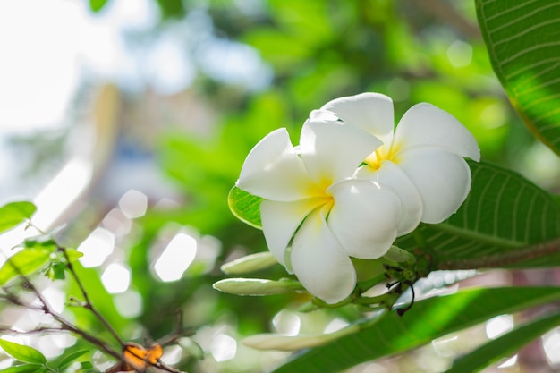 Fleurs de plumeria blanc