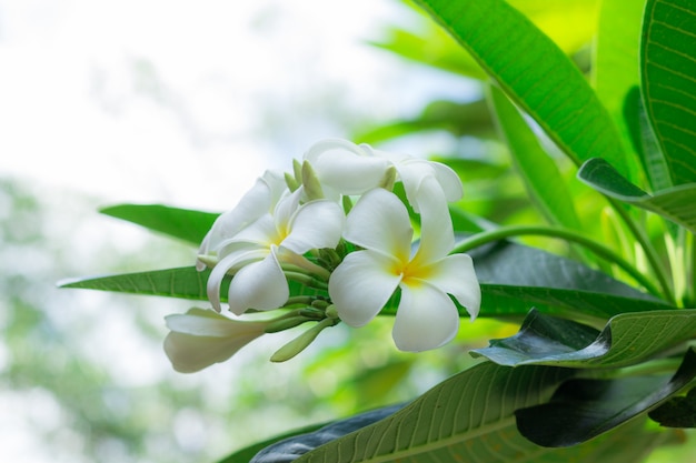 Fleurs de plumeria blanc
