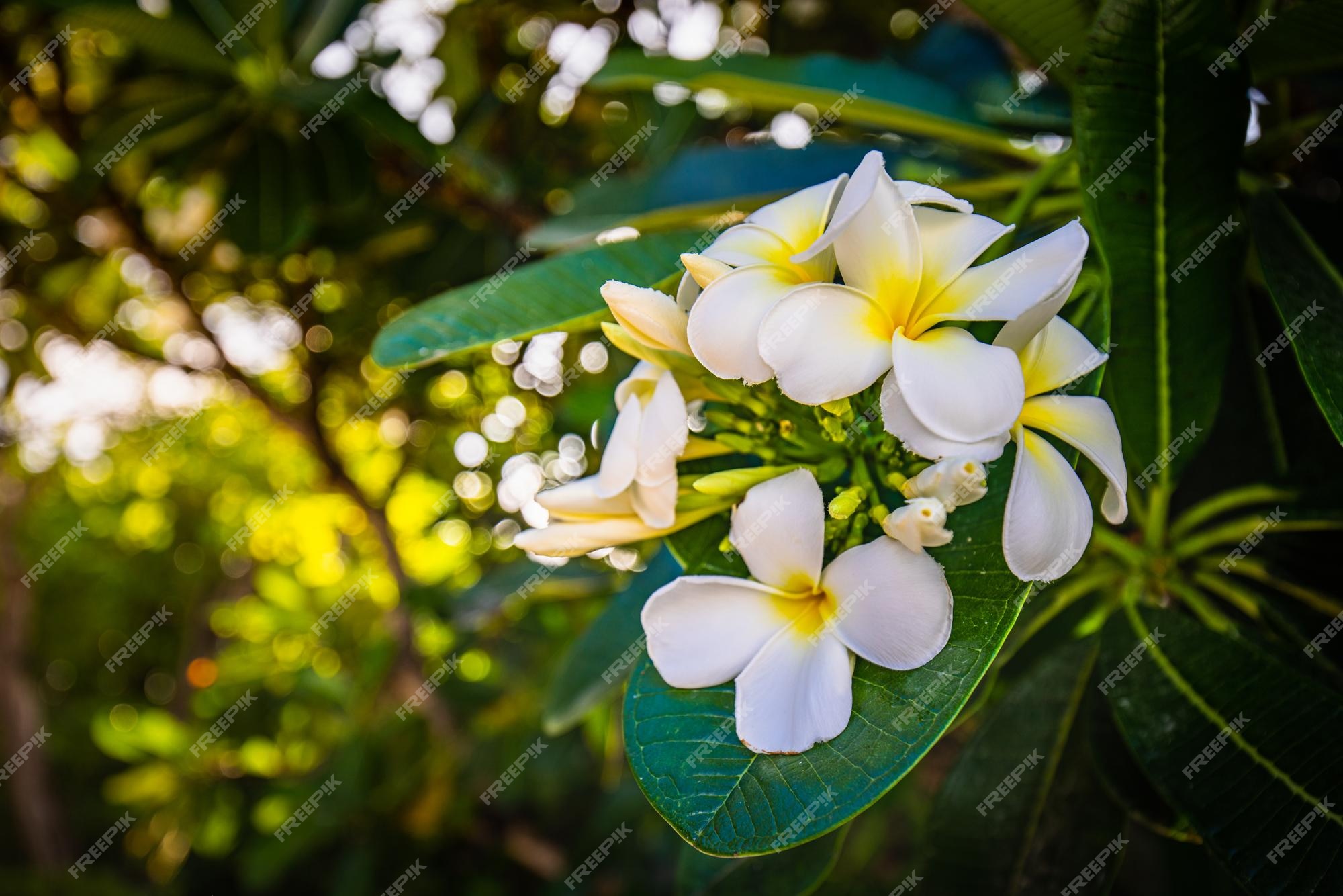 Fleurs De Plumeria Blanches Et Jaunes Sur Un Arbre. Gros Plan Sur Un Jardin  Tropical Avec Motif Floral Et Flou | Photo Premium