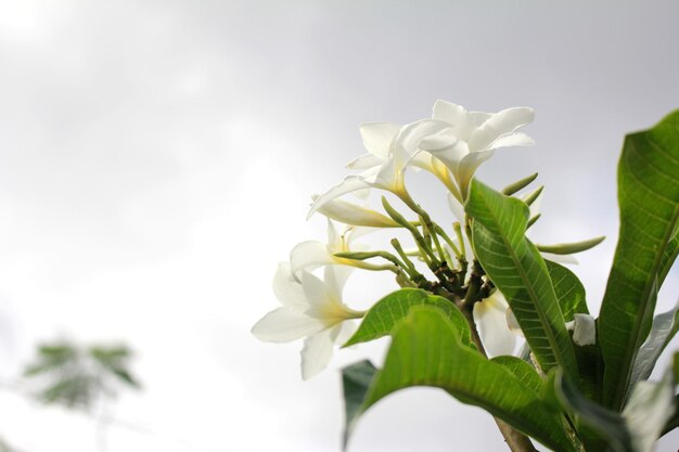 Fleurs de Plumeria blanches prises d'en bas