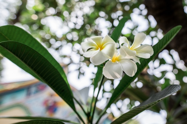 Fleurs de Plumeria sur le dessus