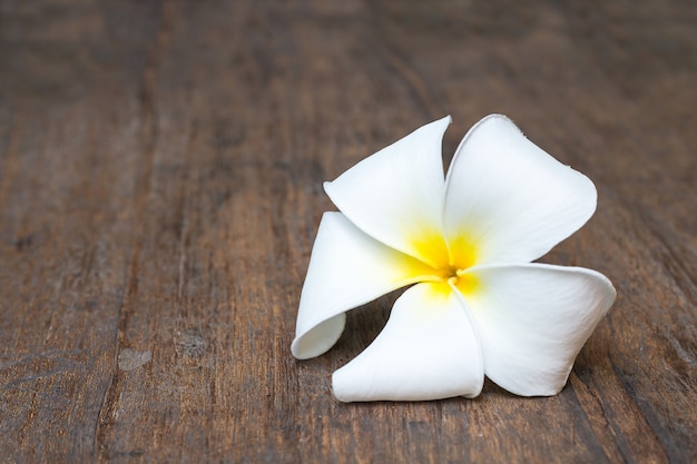 Fleurs de Plumeria sur fond en bois