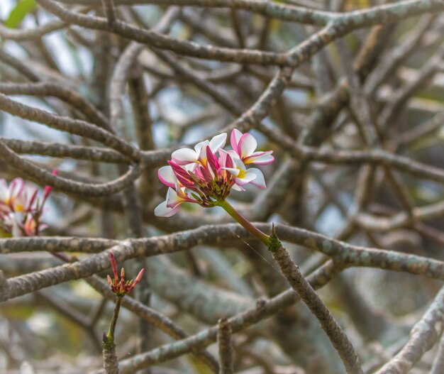 Fleurs de Plumeria sur fond de branche