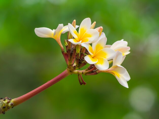 Fleurs de Plumeria sur fond de nature.