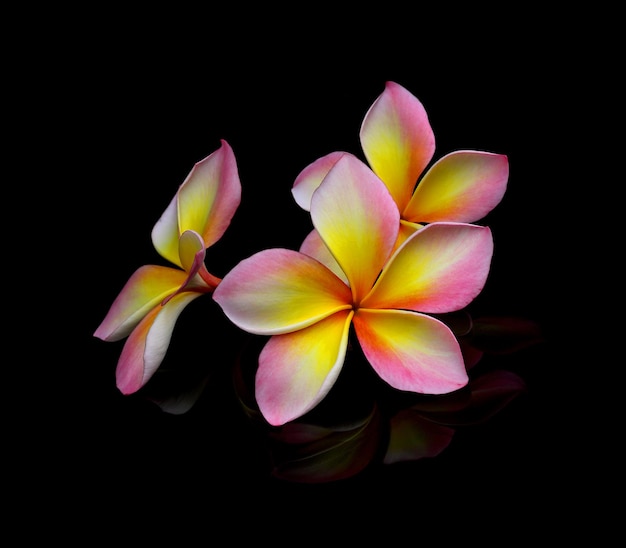 Fleurs de Plumeria sur fond noir.