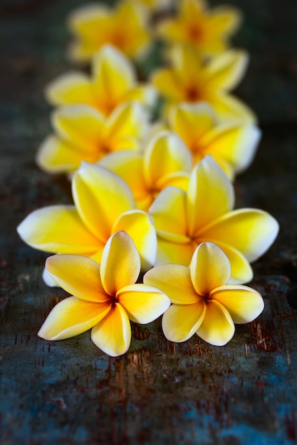 Photo fleurs de plumeria frangipanier jaune sur une table en bois bleue foncée.