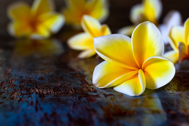 Fleurs de plumeria frangipanier jaune sur table rustique en bois bleu foncé.