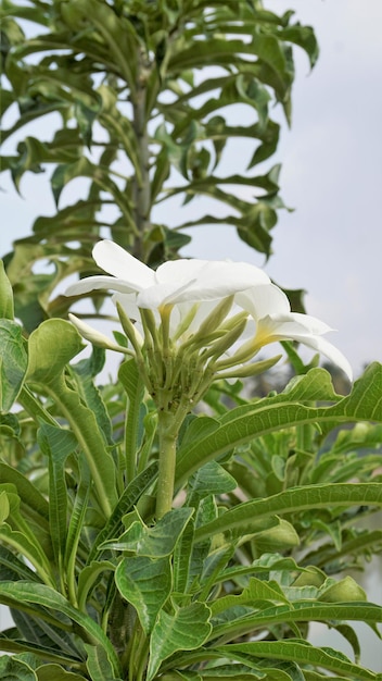 Fleurs de Plumeria pudica avec fond de feuilles naturelles