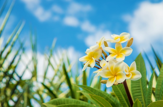 Fleurs de Plumeria qui fleurissent dans le ciel. Mise au point sélective.