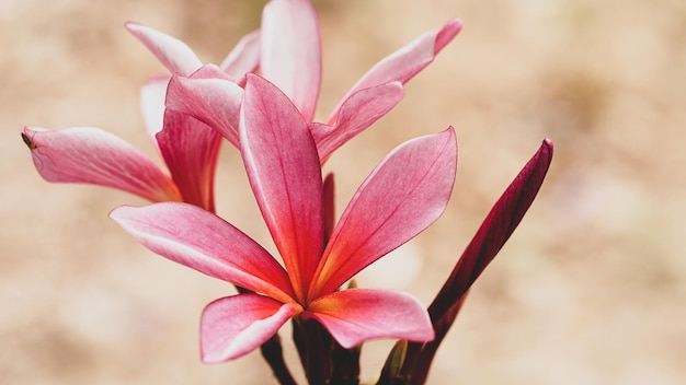 Fleurs de plumeria rose le soir