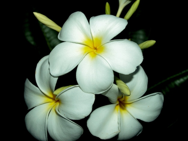 Fleurs de Plumeria