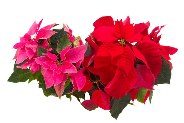 Fleurs de poinsettia rose et rouge ou étoile de Noël isolé sur fond blanc