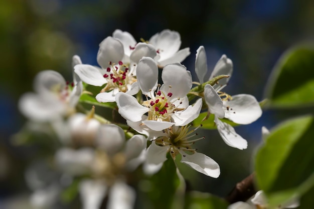 fleurs de poire blanche en fleurs au printemps, fleurs de poire blanche pendant la floraison dans le verger