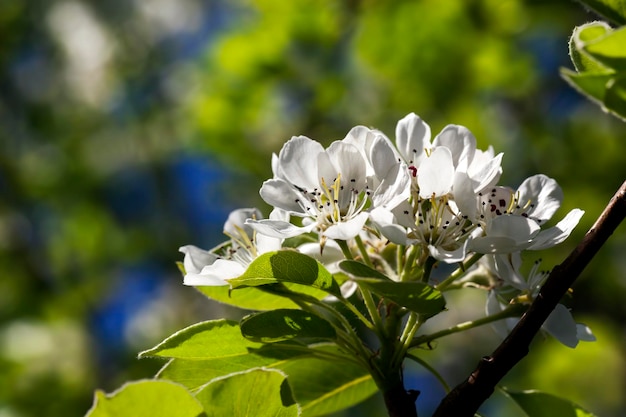 Fleurs de poire blanche en fleurs au printemps