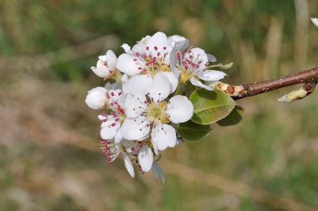 Fleurs de poire dans un verger