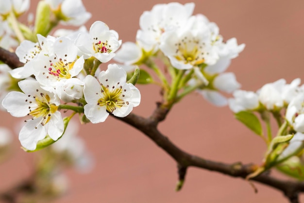 Fleurs de poire