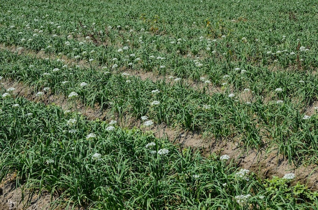 Fleurs de poireau à la ferme