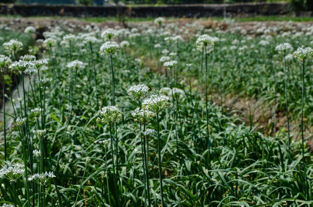 Fleurs de poireau à la ferme