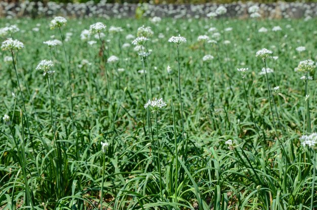 Fleurs de poireau à la ferme